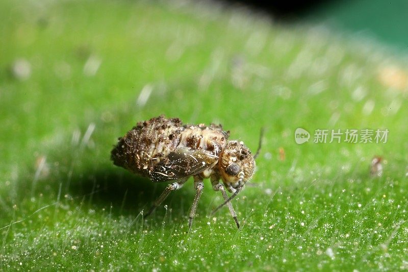 Myopsocid sp.树皮虱若虫;Psocidae;在天竺葵的叶子上